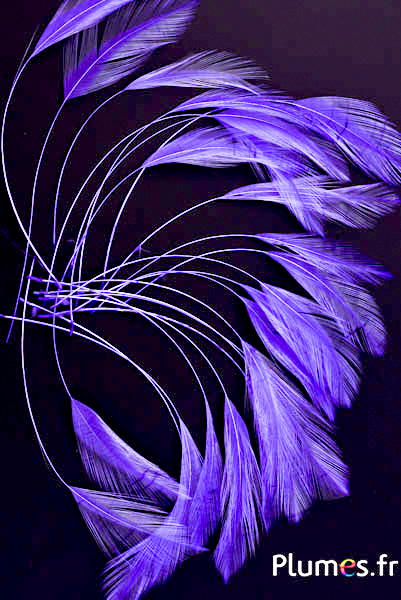 Coq filant - 10-15 cm - violet